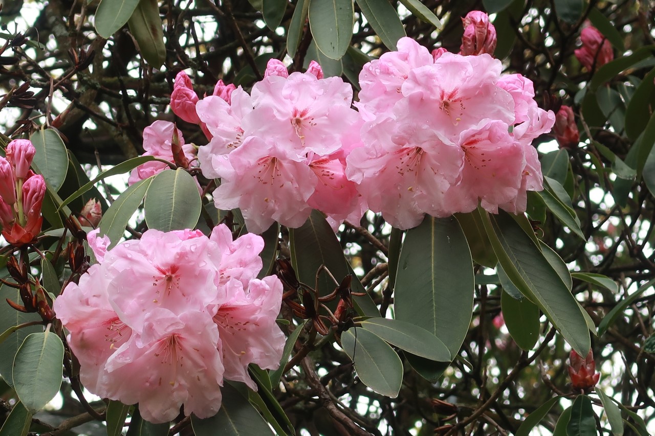 'Loderi Pink Coral'